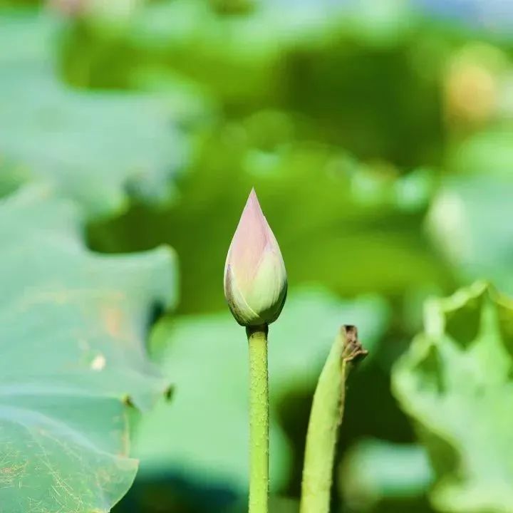 夏日已至<div   id=